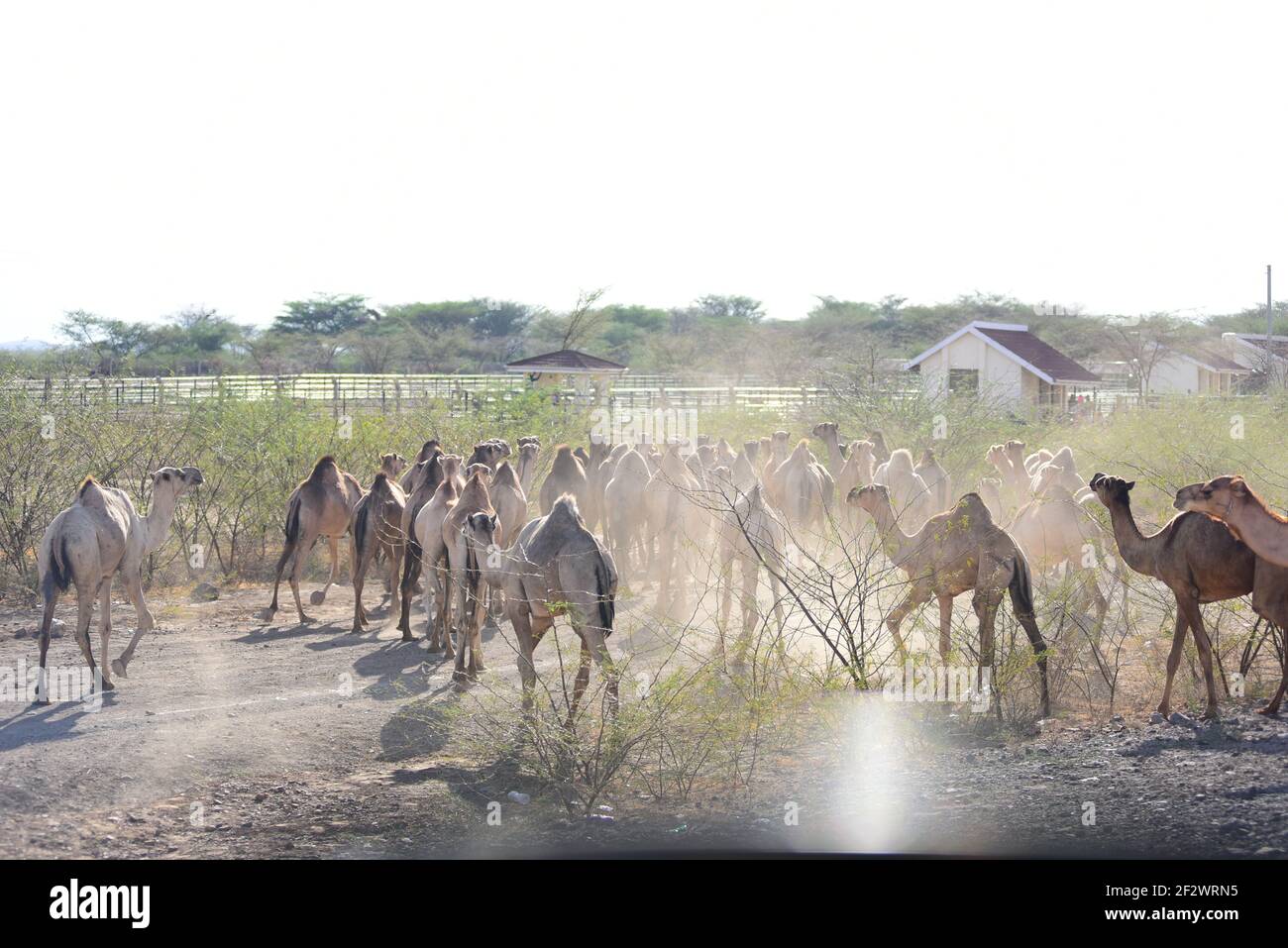 Kamele in Kakuma, Turkana, Kenia Stockfoto
