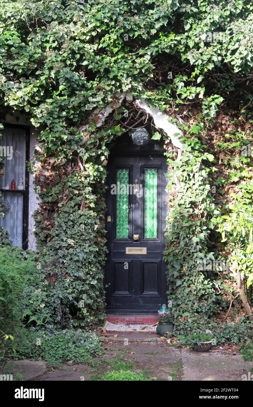 Haus bewachsen mit Ivy (Hedera Helix) Wood Green, London; UK Stockfoto