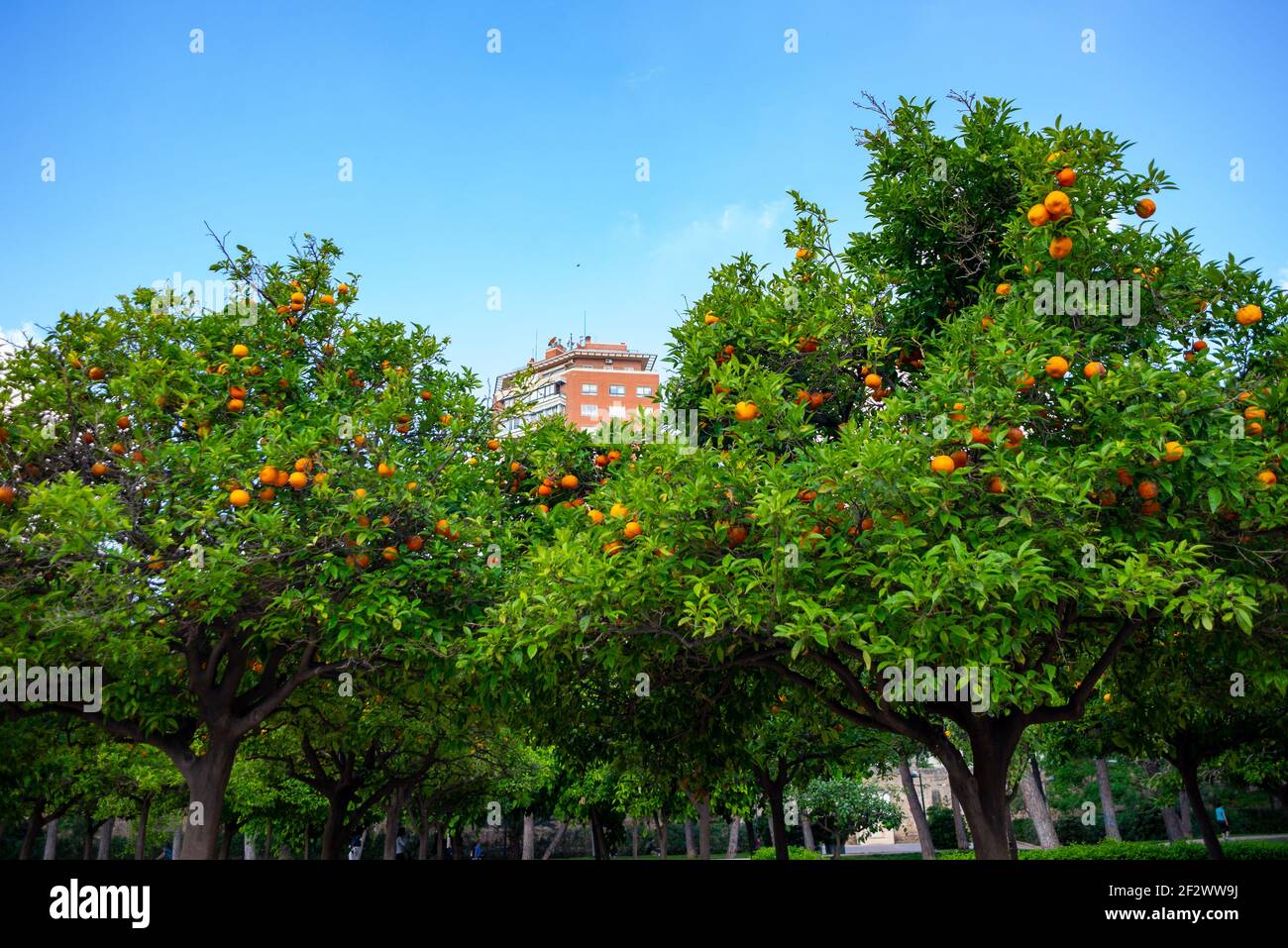 Orangenbäume im Turia Park in Valencia, Spanien Stockfoto