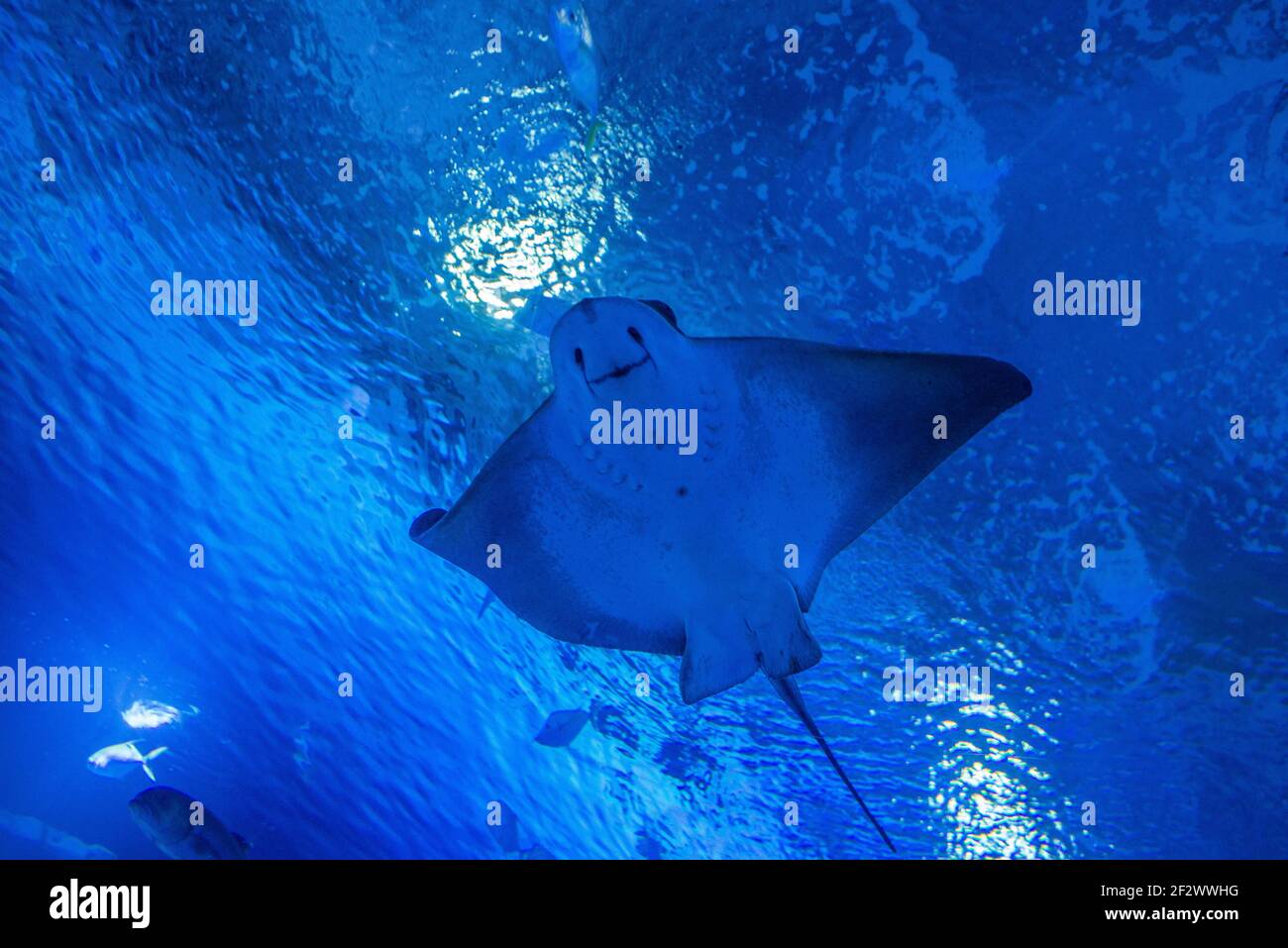 Nahaufnahme von Manta Ray beim Schwimmen in einem Pool im Oceanografic Aquarium in Valencia, Spanien. Der Oceanographic Park ist das größte Aquarium in Europa Stockfoto