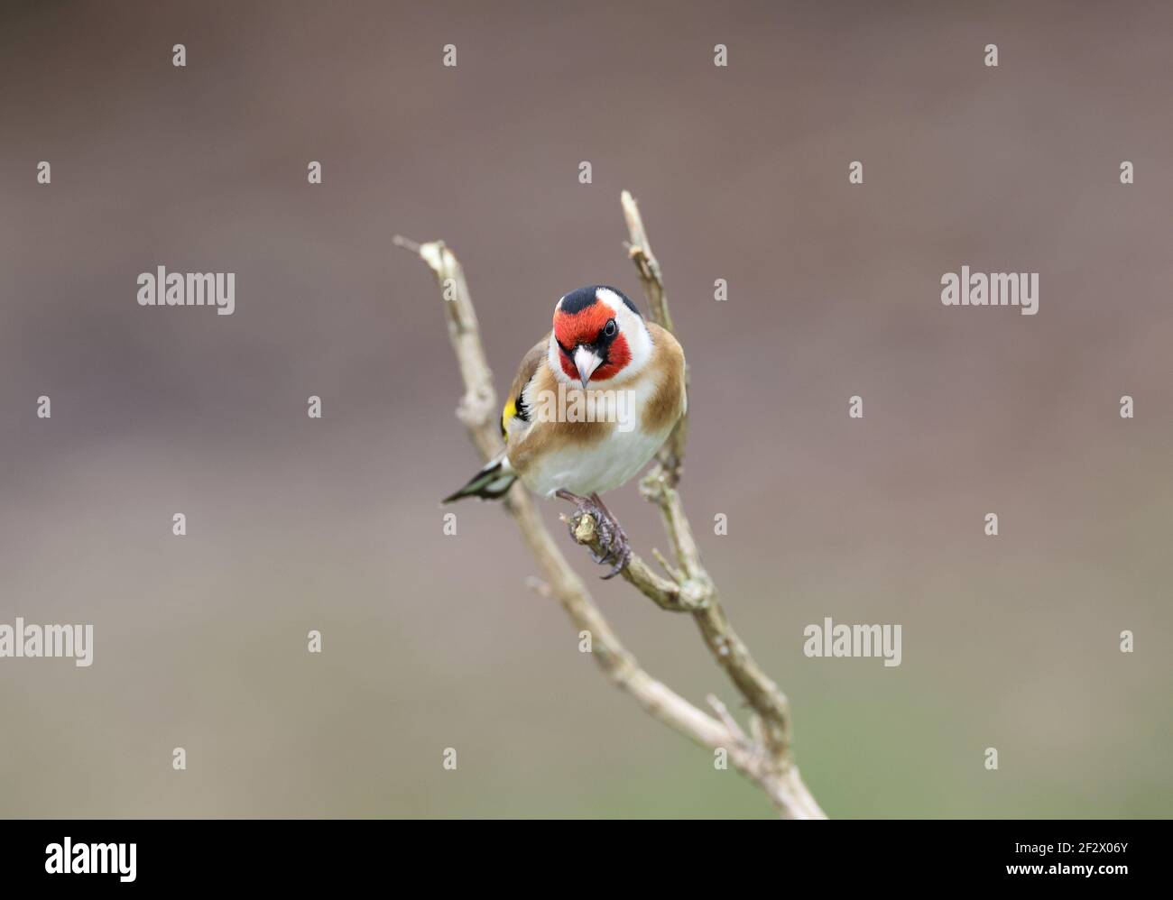 Europäischer Goldfink, Carduelis carduelis, thront im Winter auf einem Zweig. Stockfoto