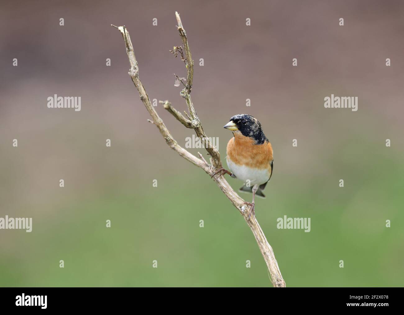 Brambling, Fringilla montifringilla, Männchen im Winter. Wales 2021 Stockfoto