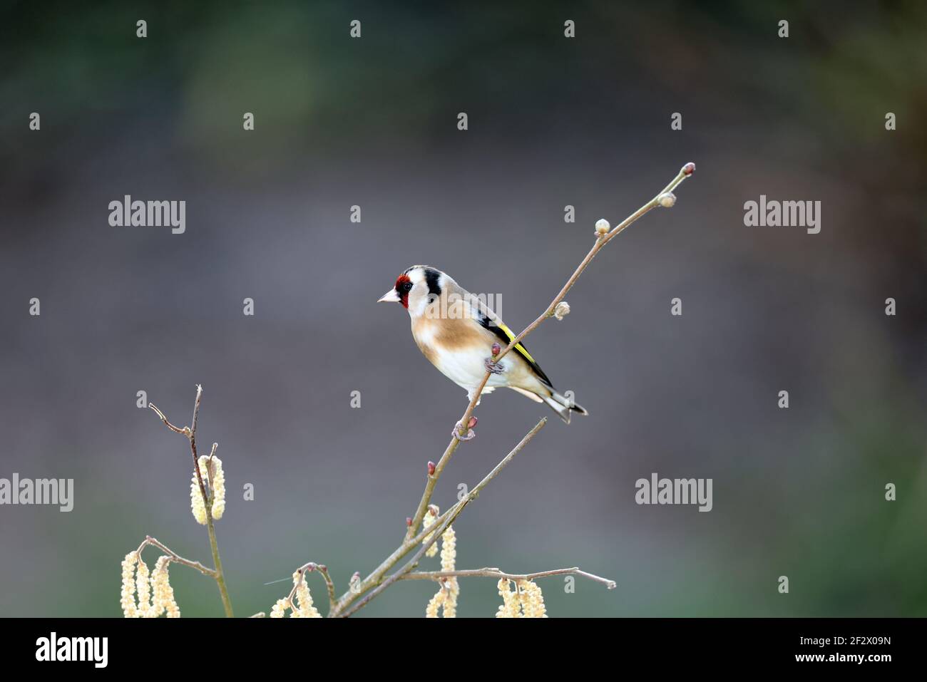 Europäischer Goldfink, Carduelis carduelis, thront im Winter auf einem Zweig. Wales 2021 Stockfoto