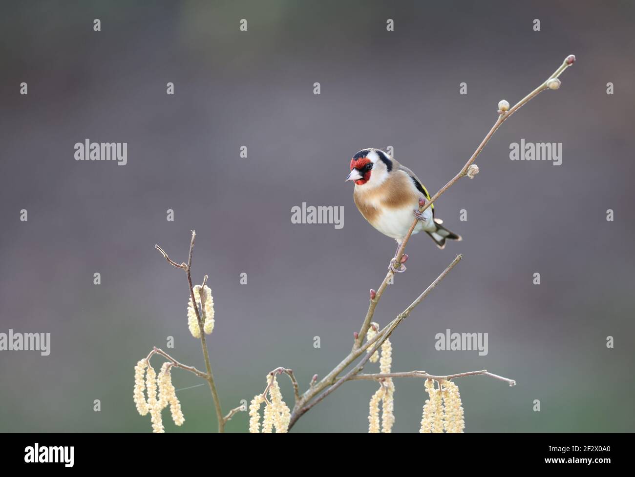 Europäischer Goldfink, Carduelis carduelis, thront im Winter auf einem Zweig. Wales 2021 Stockfoto