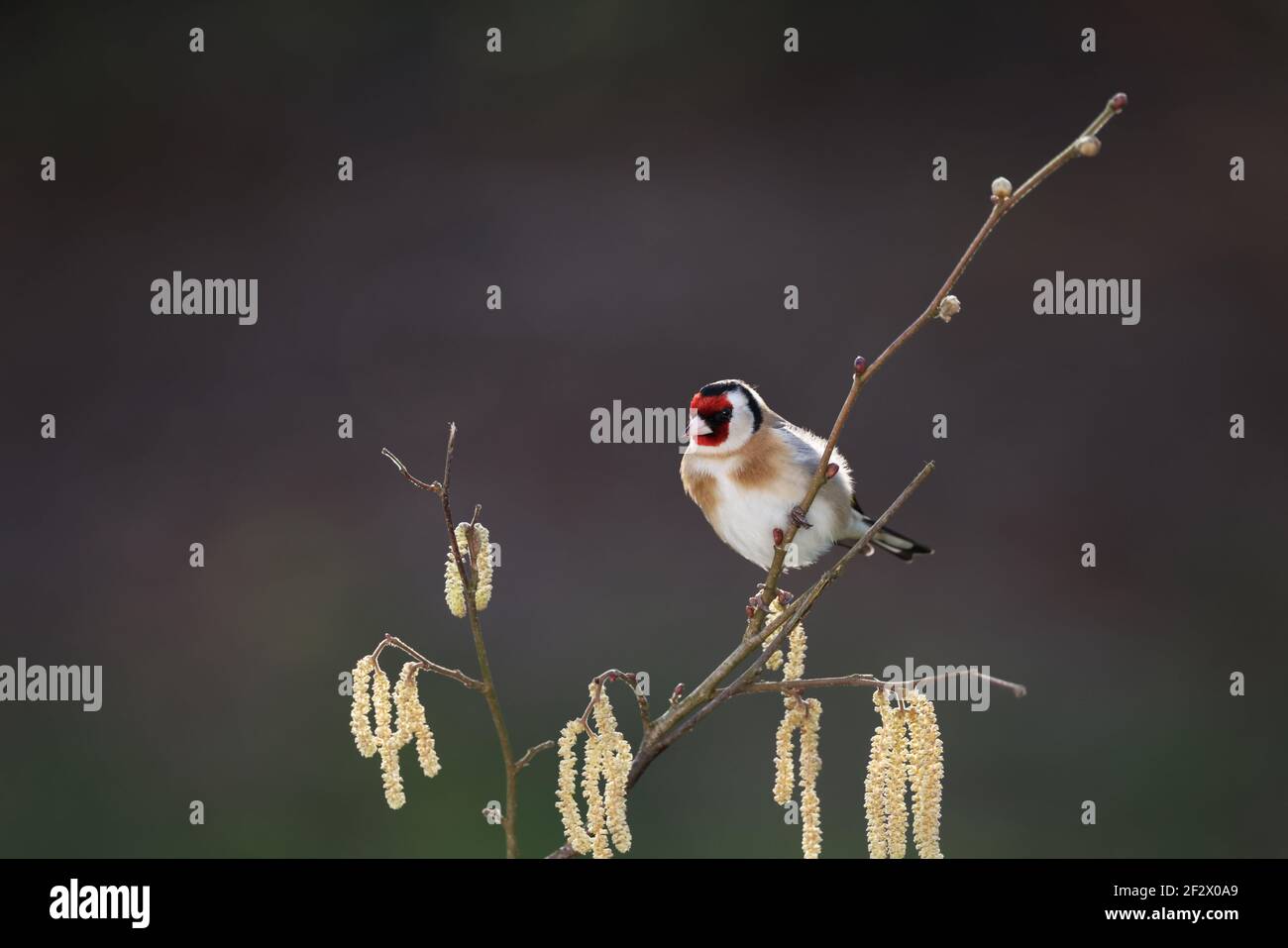 Europäischer Goldfink, Carduelis carduelis, thront im Winter auf einem Zweig. Wales 2021 Stockfoto