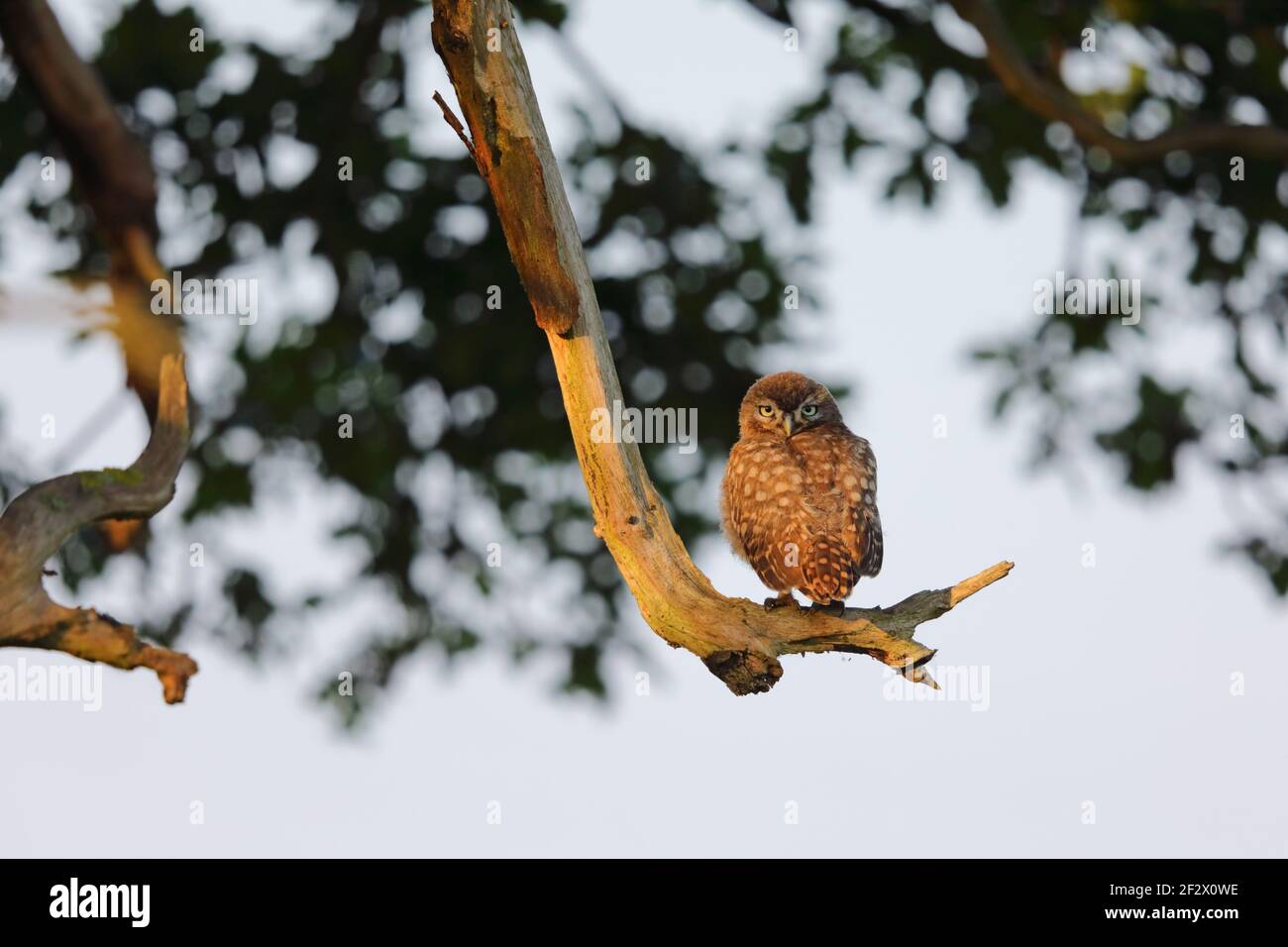 Eine kleine Euleneule (Athene noctua), die am frühen Morgen in Suffolk, Großbritannien, in einem Baum thront Stockfoto