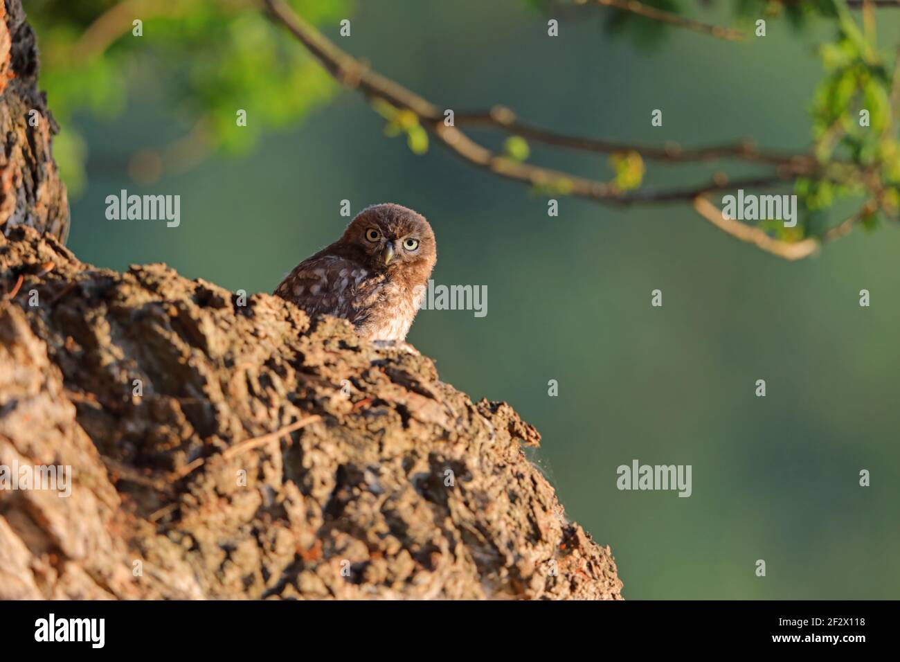 Eine kleine Euleneule (Athene noctua), die am frühen Morgen in Suffolk, Großbritannien, in einem Baum thront Stockfoto