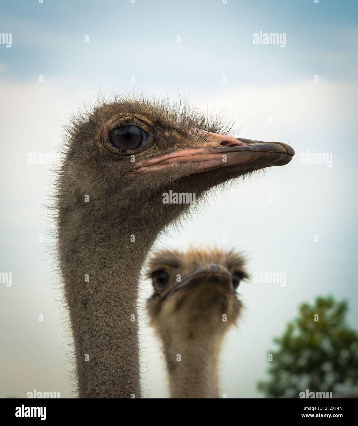 Ein neugieriger Strauß posiert für ein Porträt, während ein anderer an der Reihe ist. Stockfoto