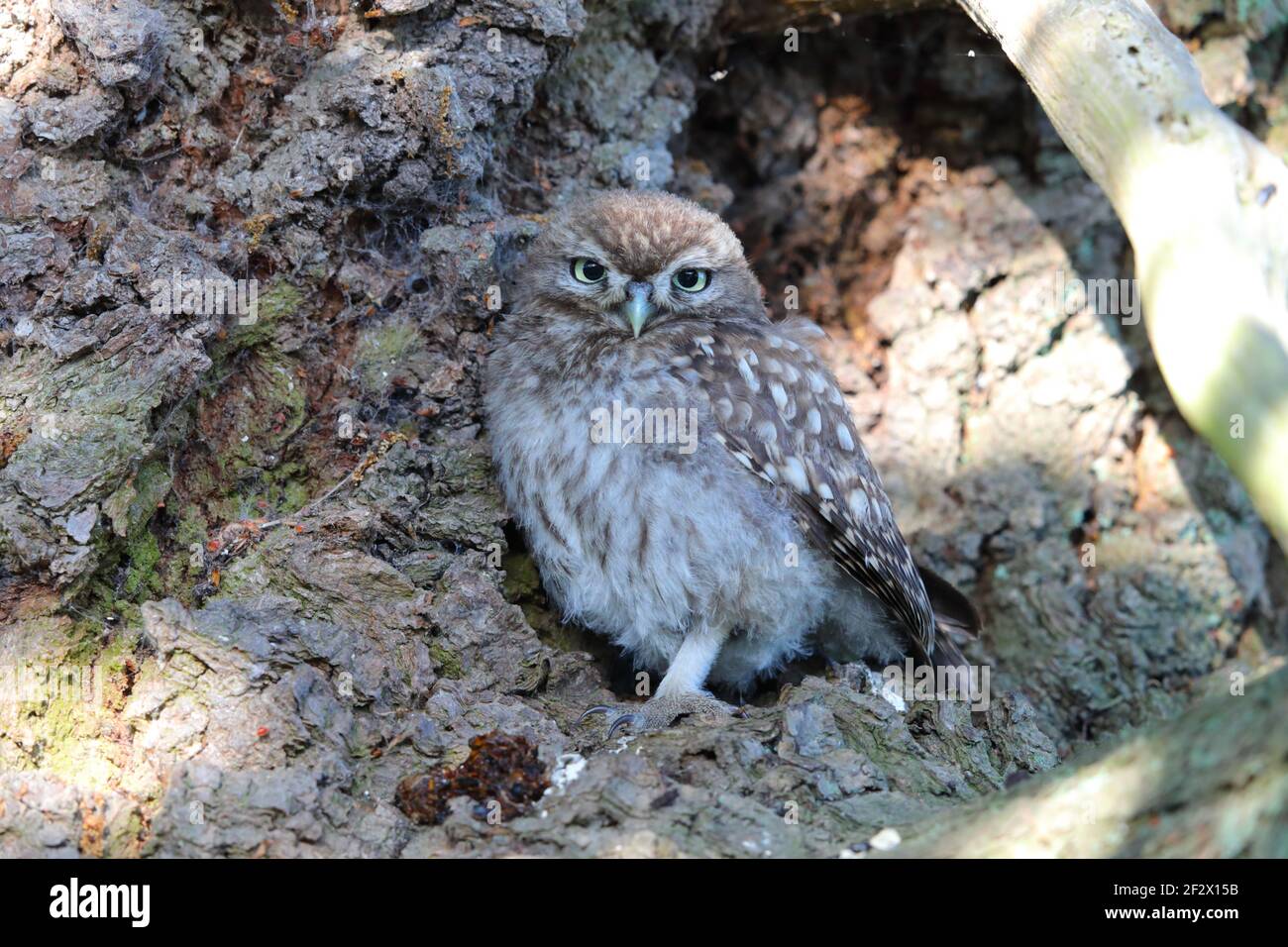 Eine kleine Euleneule (Athene noctua), die am frühen Morgen in Suffolk, Großbritannien, in einem Baum thront Stockfoto