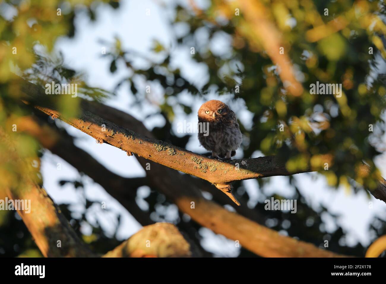 Eine kleine Euleneule (Athene noctua), die am frühen Morgen in Suffolk, Großbritannien, in einem Baum thront Stockfoto