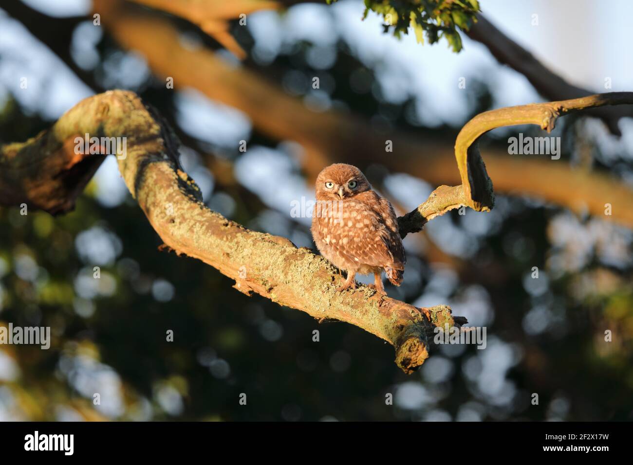 Eine kleine Euleneule (Athene noctua), die am frühen Morgen in Suffolk, Großbritannien, in einem Baum thront Stockfoto