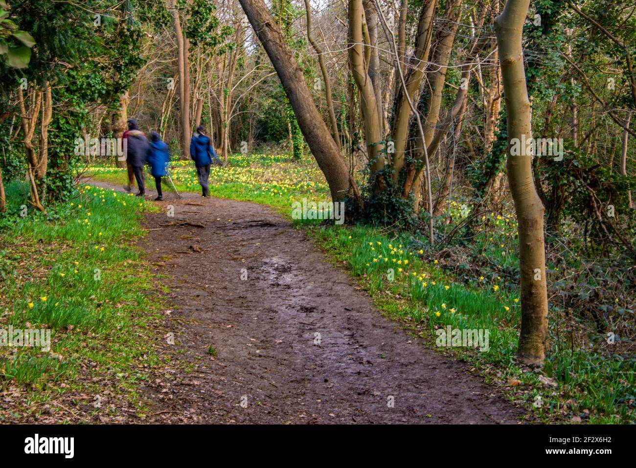 Spaziergänger in Lesnes Abbey Wäldern. Stockfoto