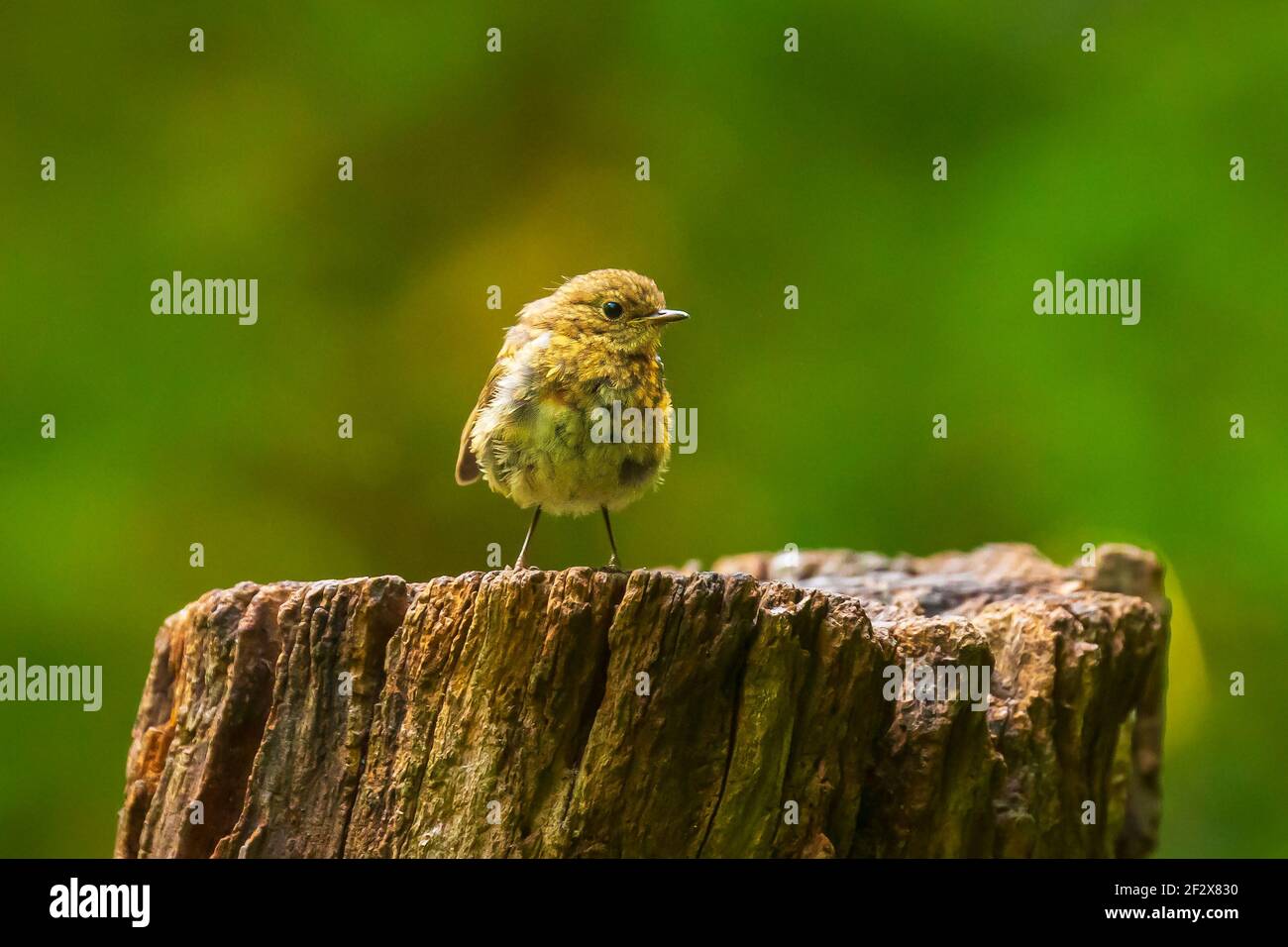 Europäischer Rotkehlchen (Erithacus rubecula) Küken in einer Vorhaut thront Stockfoto