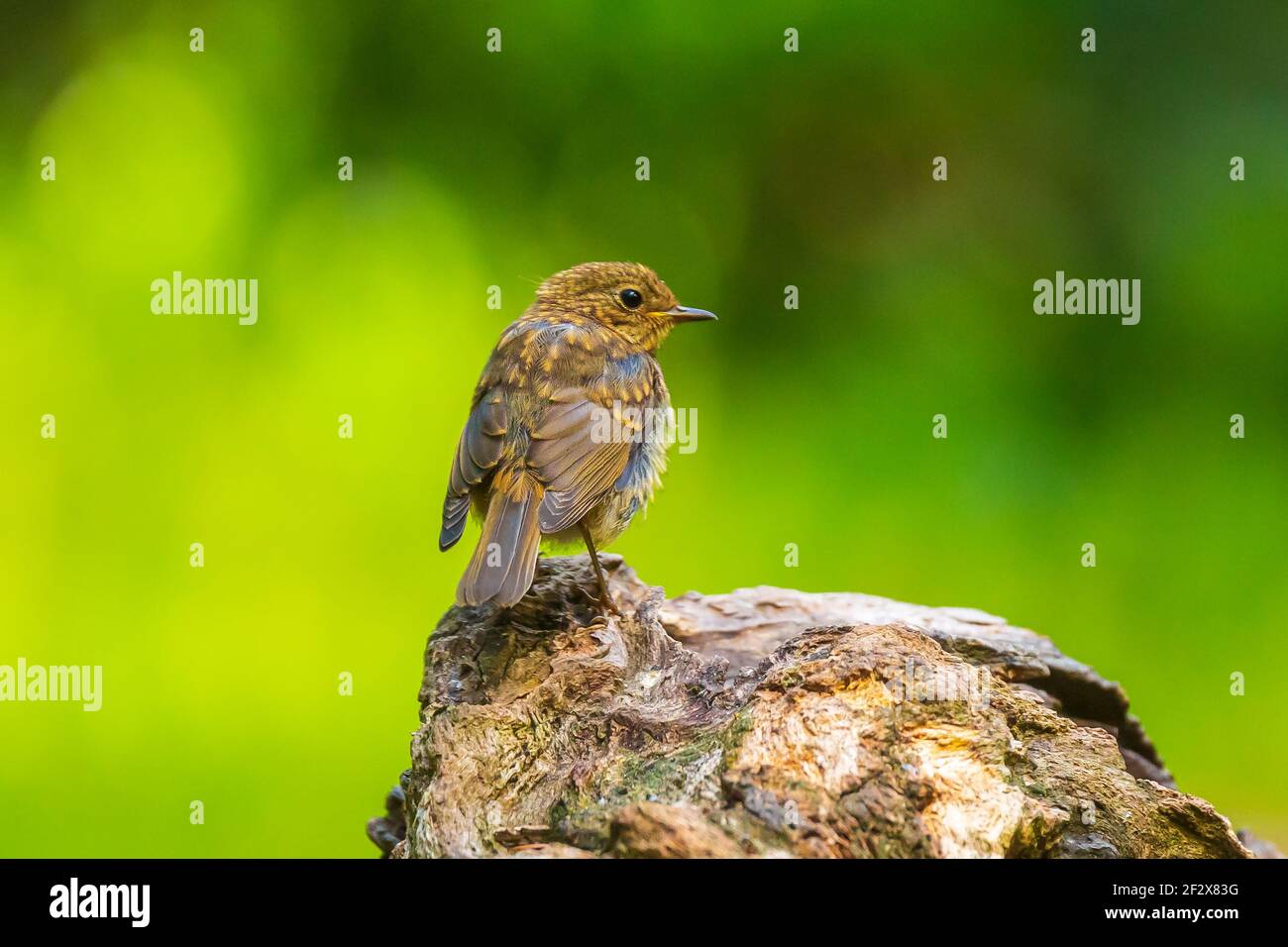 Europäischer Rotkehlchen (Erithacus rubecula) Küken in einer Vorhaut thront Stockfoto