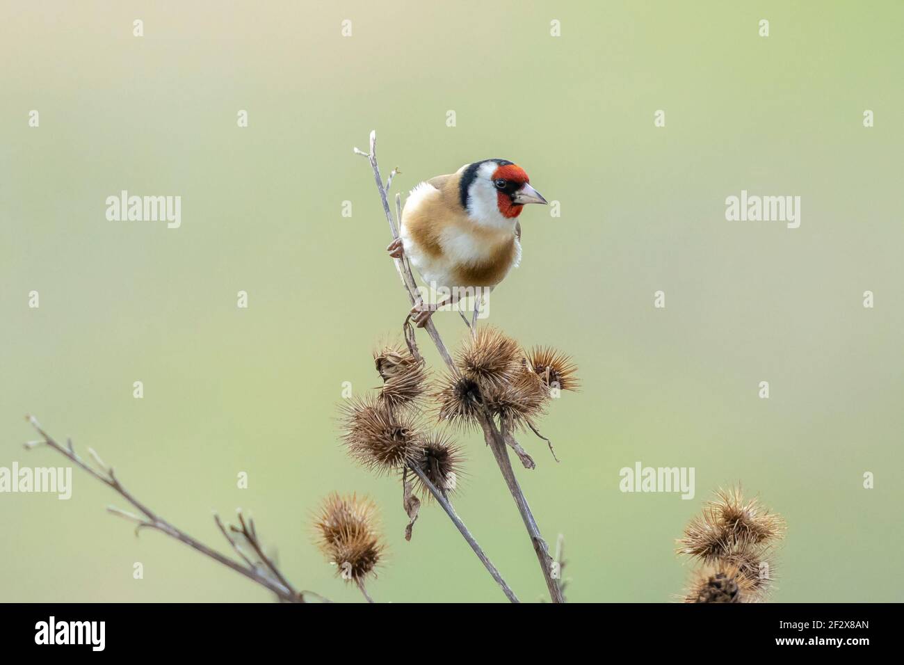 Europäischer Goldfinkenvogel, Carduelis carduelis, sitzt, essen und füttern Samen während der Wintersaison Stockfoto