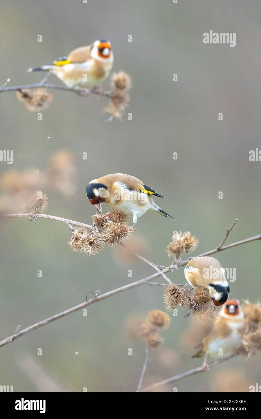 Europäischer Goldfinkenvogel, Carduelis carduelis, sitzt, essen und füttern Samen während der Wintersaison Stockfoto