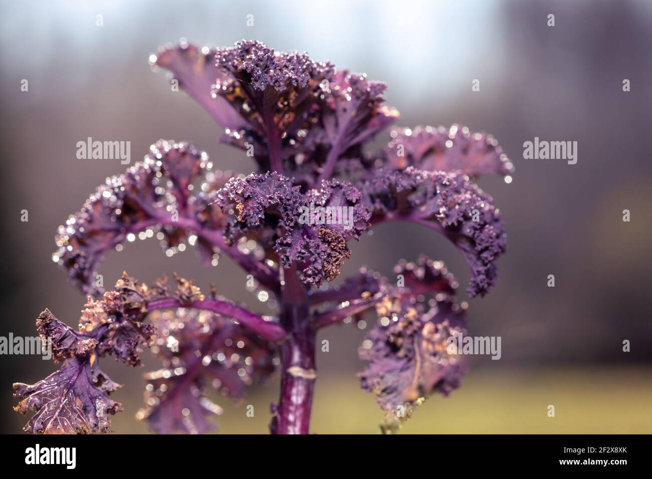 Hintergrund von lila dekorativen Kohl Stockfoto