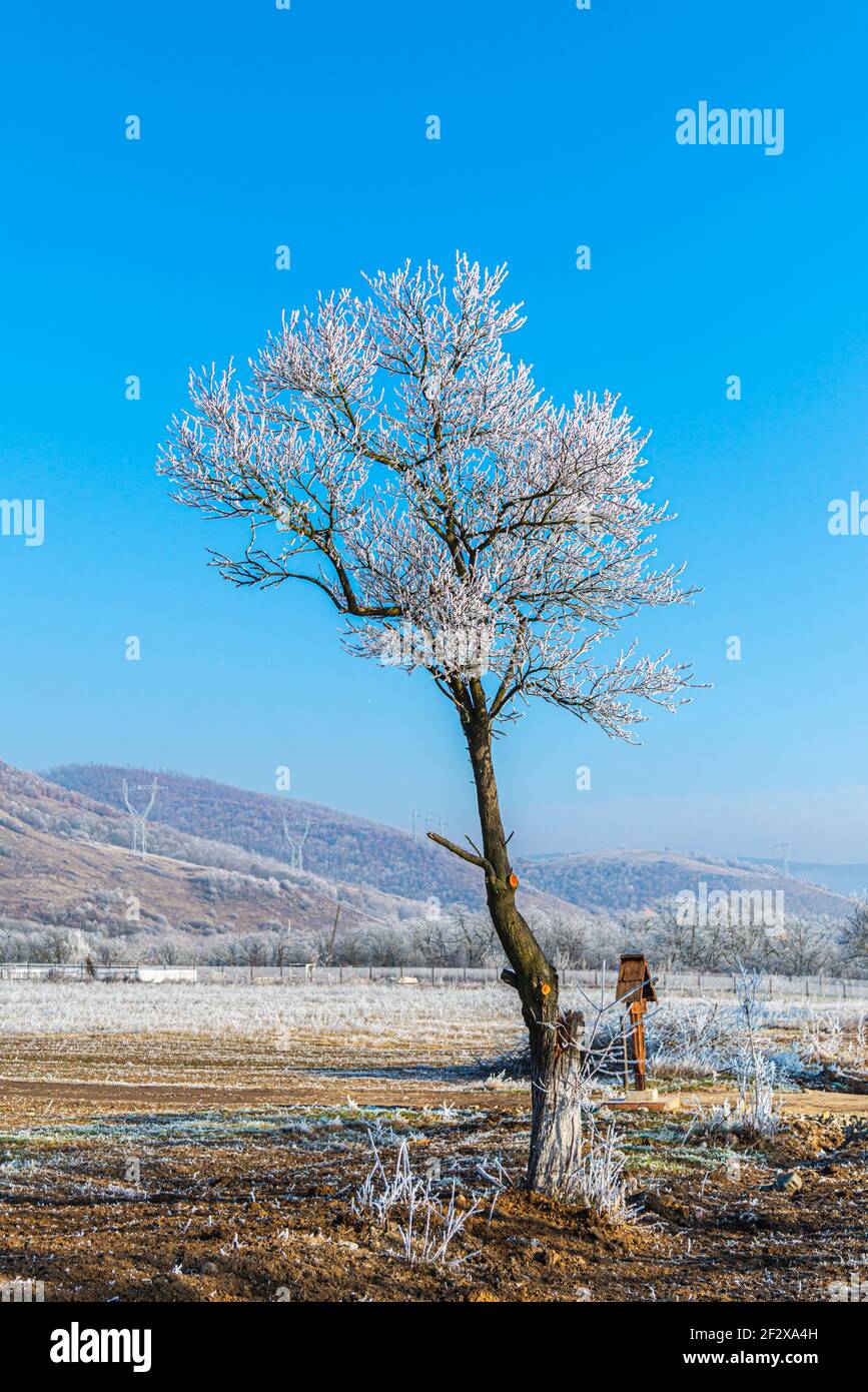 Winterlandschaft mit erstaunlicher Reim auf dem Baum Stockfoto