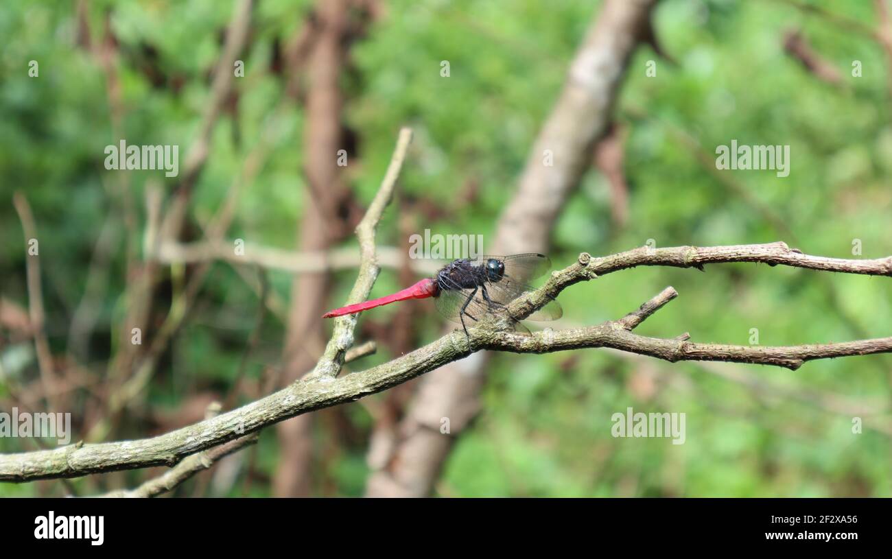 Seitenansicht einer roten Libelle auf einem trockenen Baum Verzweigung Stockfoto