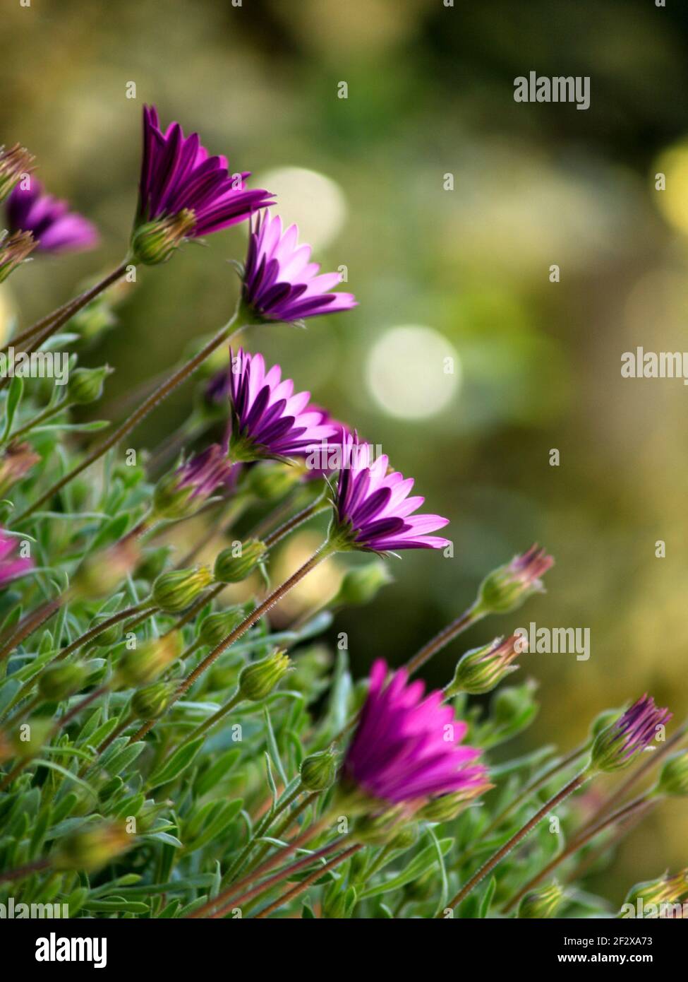 Wiese mit Gänseblümchen des Kaps Stockfoto