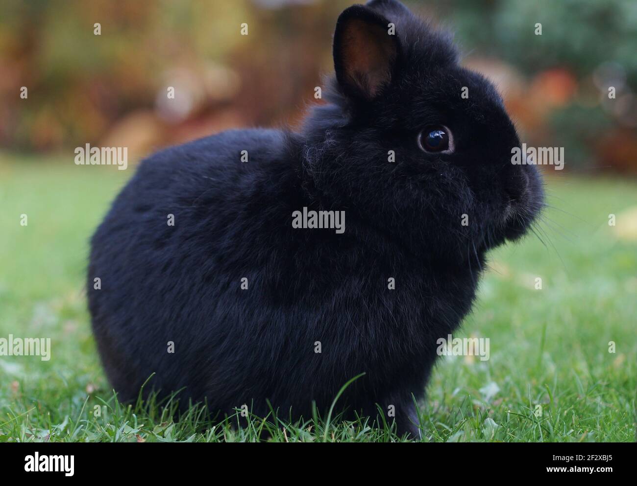 Niedliches schwarzes Zwergkaninchen, junges Häschen auf der Wiese Stockfoto