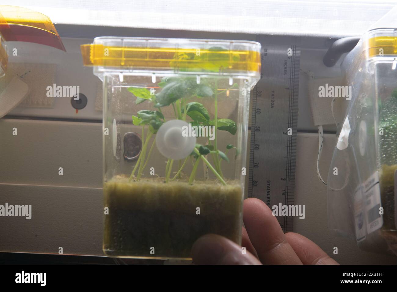 JAXA Astronaut und Expedition 64 Flugingenieur Soichi Noguchi hält Pflanzen, die in Containern für die Asian Herbs Studie an Bord der Internationalen Raumstation wachsen 9. März 2021in Erdorbit. Die Weltraumbotanik Untersuchung erforscht Möglichkeiten, schnell wachsende Pflanzen für die traditionelle Medizin und Lebensmittelaromen verwendet kultivieren. Stockfoto