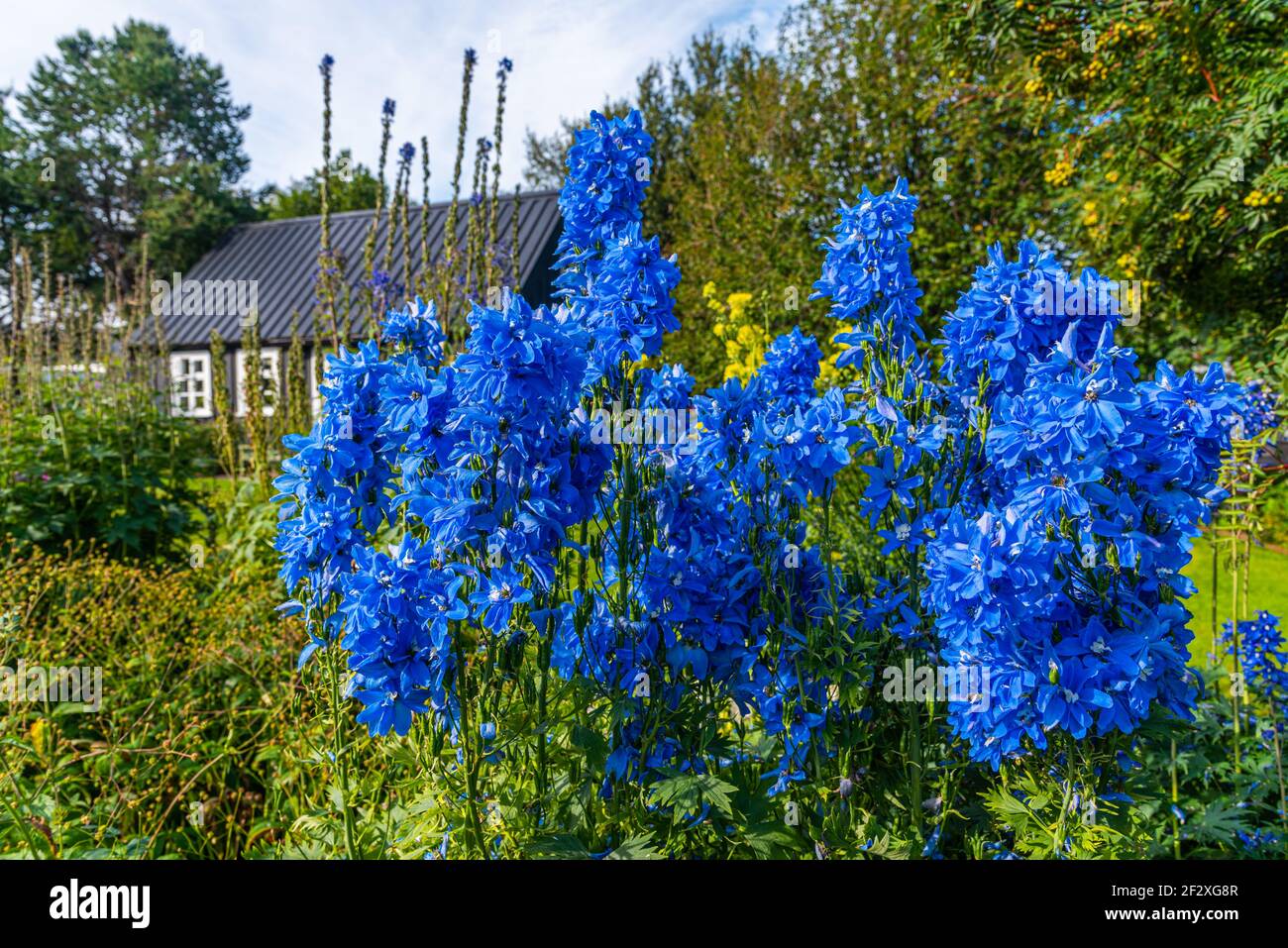 Blick auf den botanischen Garten in Akureyri, Island Stockfoto