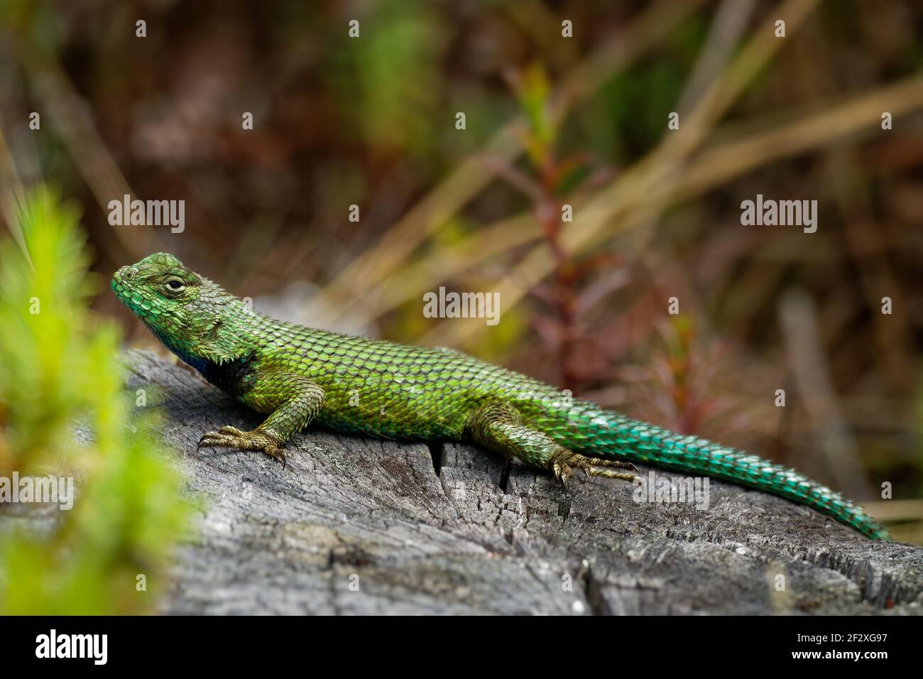 Smaragd-Schnauzechse oder grüne Stacheleidechse - Sceloporus malachiticus, Arten von kleinen Eidechsen in der Familie Phrynosomatidae, in Mittelamerika heimisch, liegen Stockfoto