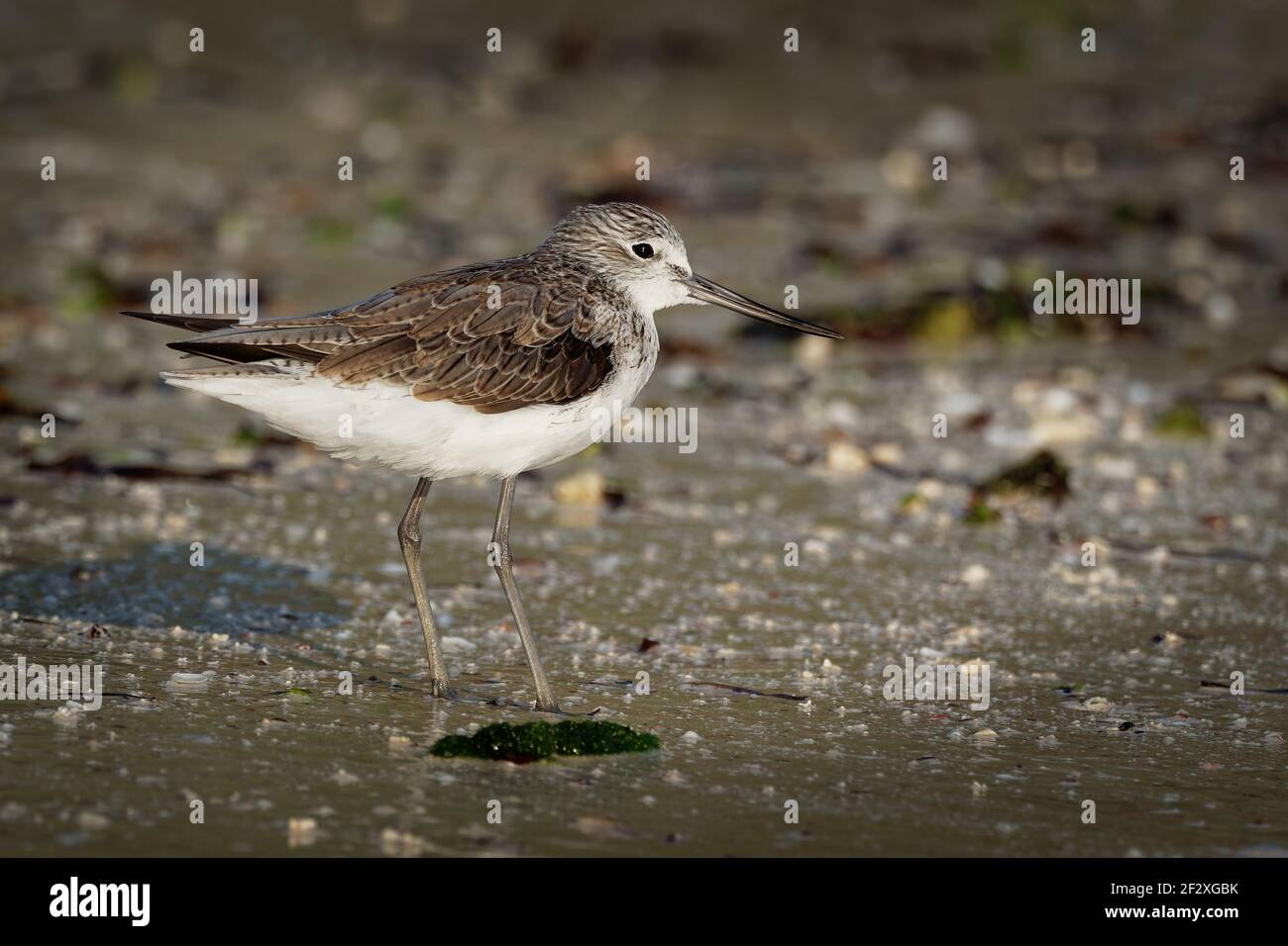 Gemeiner Grünschenkel - Tringa nebularia ist ein Watvogel in der Familie Scolopacidae, typische Watvögel, schwarz und braun und weiß vom Ufer, Migration aus Europa Stockfoto