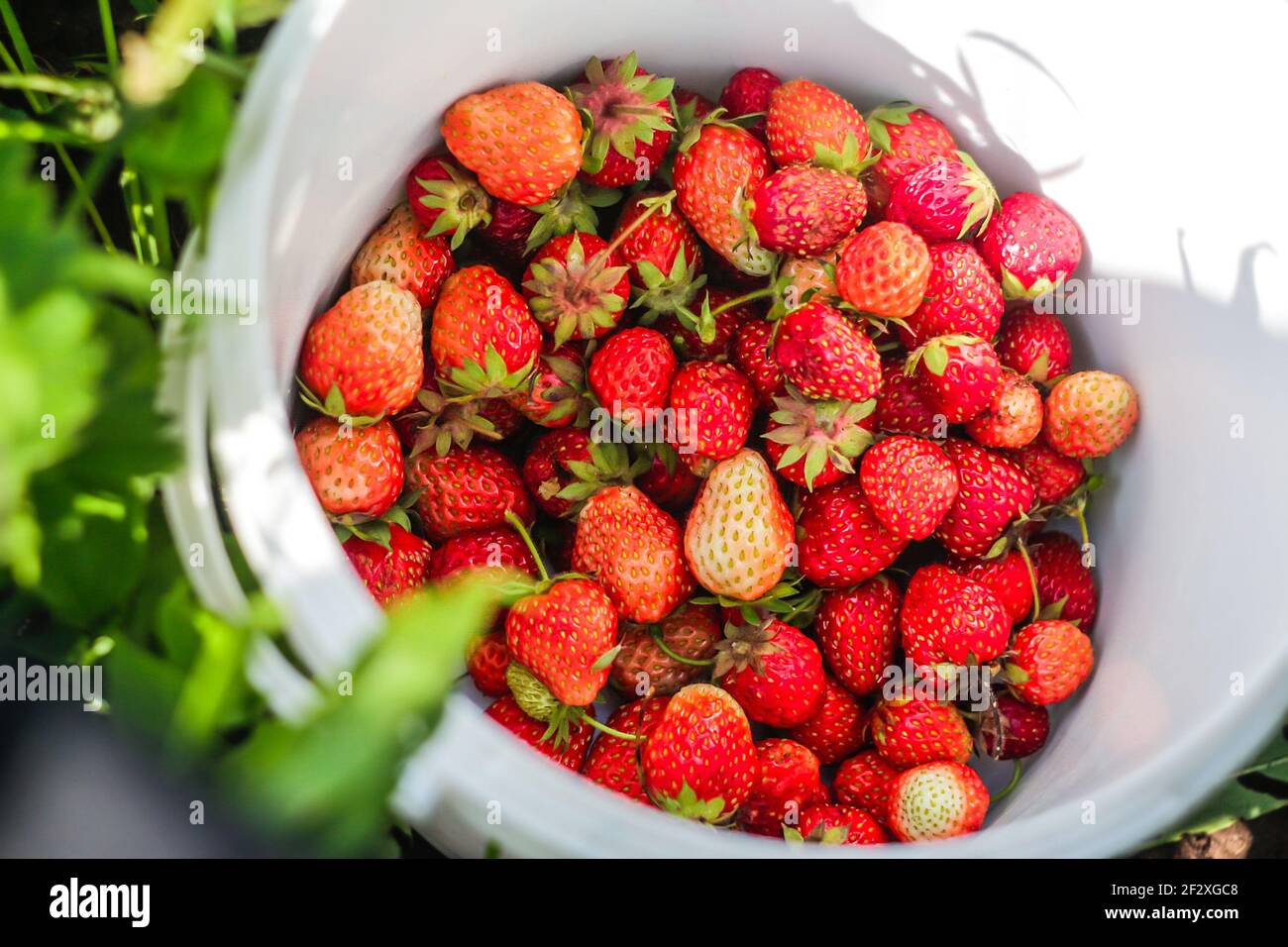 Roter ernteeimer Fotos und Bildmaterial in hoher Auflösung Alamy
