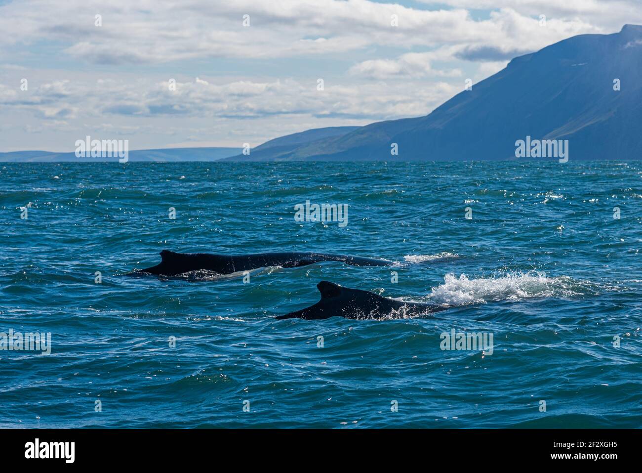 Zwei Buckelwale während einer Walbeobachtungsfahrt in der Nähe von Husavik, Island Stockfoto