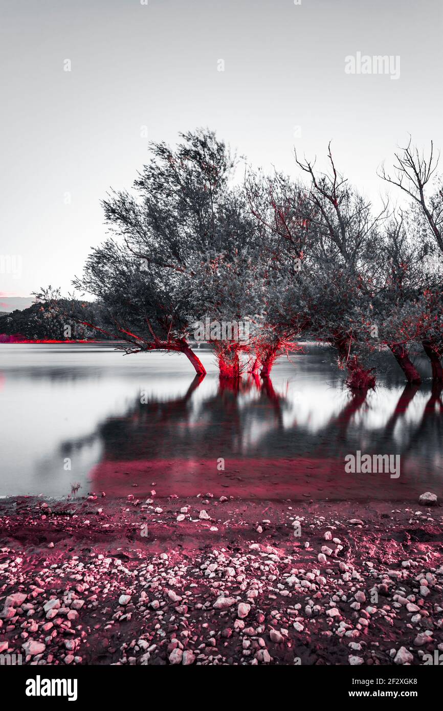 Eingetauchte Bäume in Peruca See Perucko jezero in Kroatien Europa Kreative künstlerische Arty Mischung monochrom und veränderte Farben rot Stockfoto