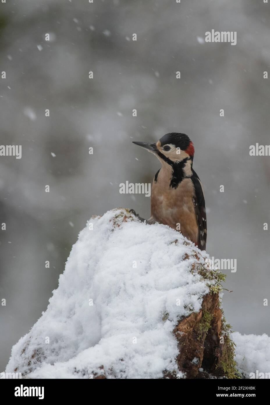 Specht-Buntspecht (Dendrocopos major), sitzend auf schneebedecktem Baumstumpf in einem ländlichen Garten, Dumfries, Schottland Stockfoto