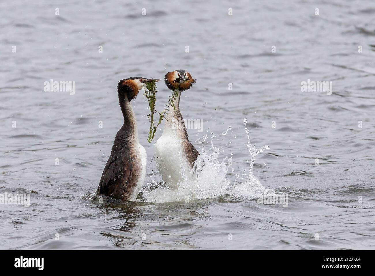 Haubentaucher, Podiceps cristatus, zwei Erwachsene in der Zuchtanzeige auf dem Wasser, Norfolk, England, Vereinigtes Königreich Stockfoto