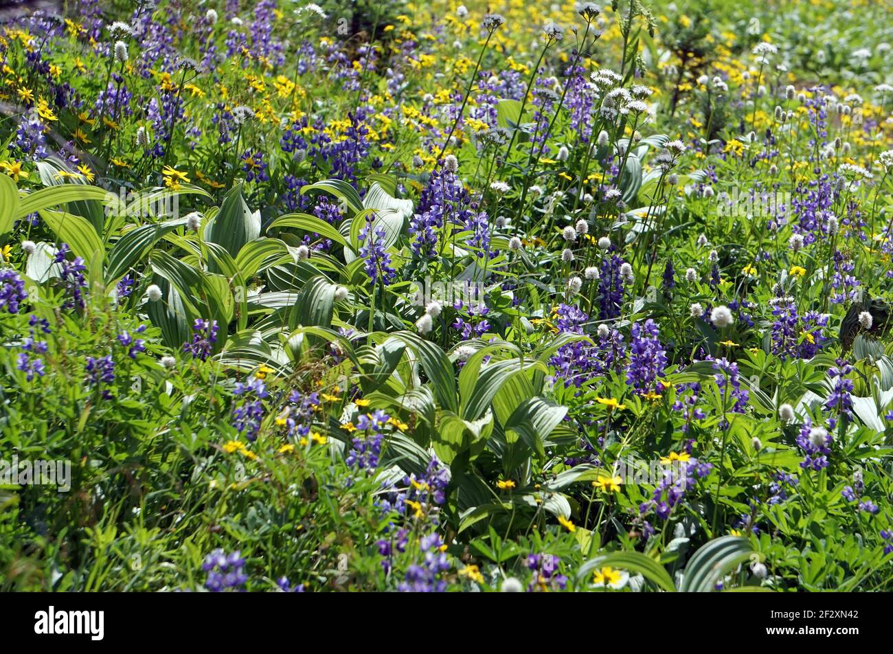 Paradise, WA, USA. Februar 2021, 15th. Wildblumen entlang des Skyline Divide Trail im Staat Washington. Quelle: Nicholas Koon/ZUMA Wire/Alamy Live News Stockfoto