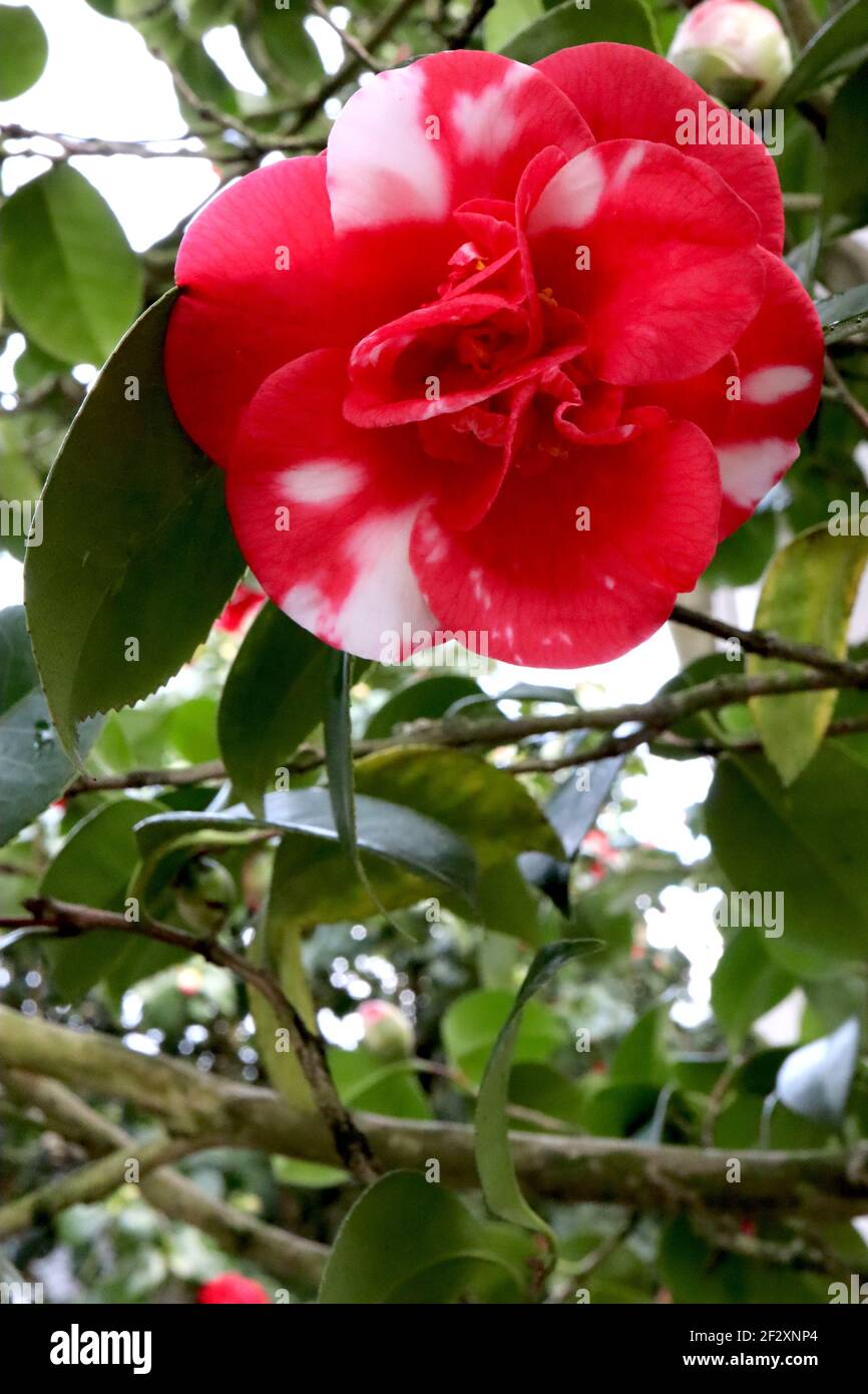 Camellia japonica ‘Adolphe Audusson Variegated’ Camellia Adolphe Audusson – peonieform doppelte rote Blume mit weißen Spritzern, März, England, Großbritannien Stockfoto