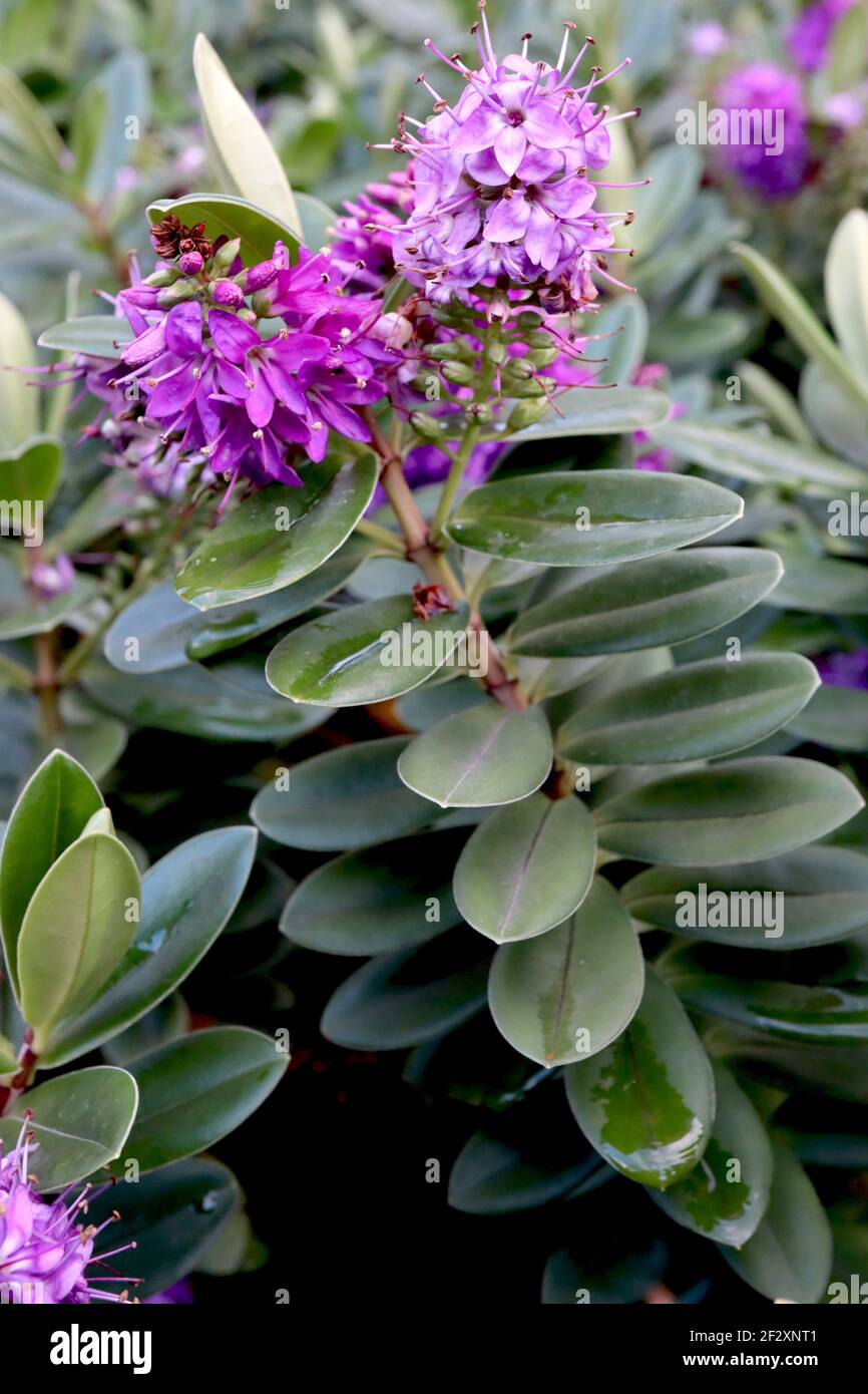 Hebe x franciscana ‘Blue Gem’ Buschwerk veronica Blue Gem – Lavendel- und lila Blüten auf gestapelten grünen elliptischen Blättern, März, England, Großbritannien Stockfoto