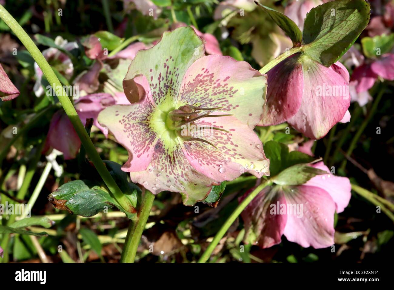 Helleborus ‘Single Pink gesprenkelt’ Hellebore Single Pink gesprenkelt – hellrosa und grüne Einzelblüten, lila Sommersprossen, März, England, UK Stockfoto