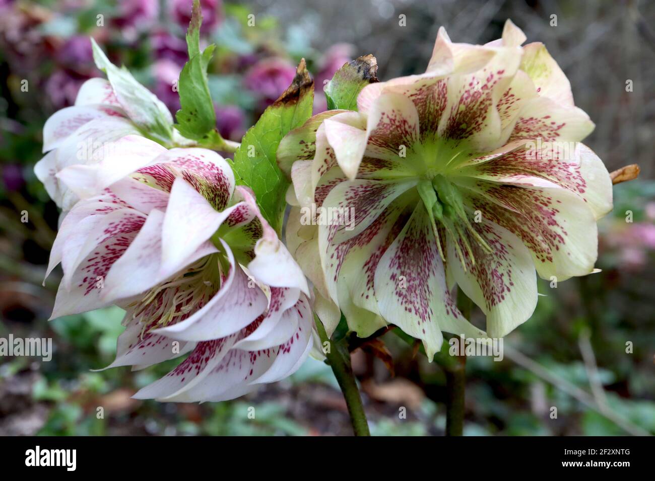 Helleborus x hybridus Harwington Double White gesprenkelt Hellebore Double White gesprenkelt – doppelte weiße Blüten mit violetten Sommersprossen, blassgrünen Reflexen, Stockfoto