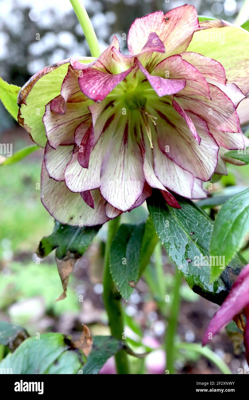 Helleborus x hybridus ‘Jade Tiger’ Hellebore Jade Tiger – hellgrüne Doppelblüten mit purpurroten Blütenblattrücken, März, England, UK Stockfoto