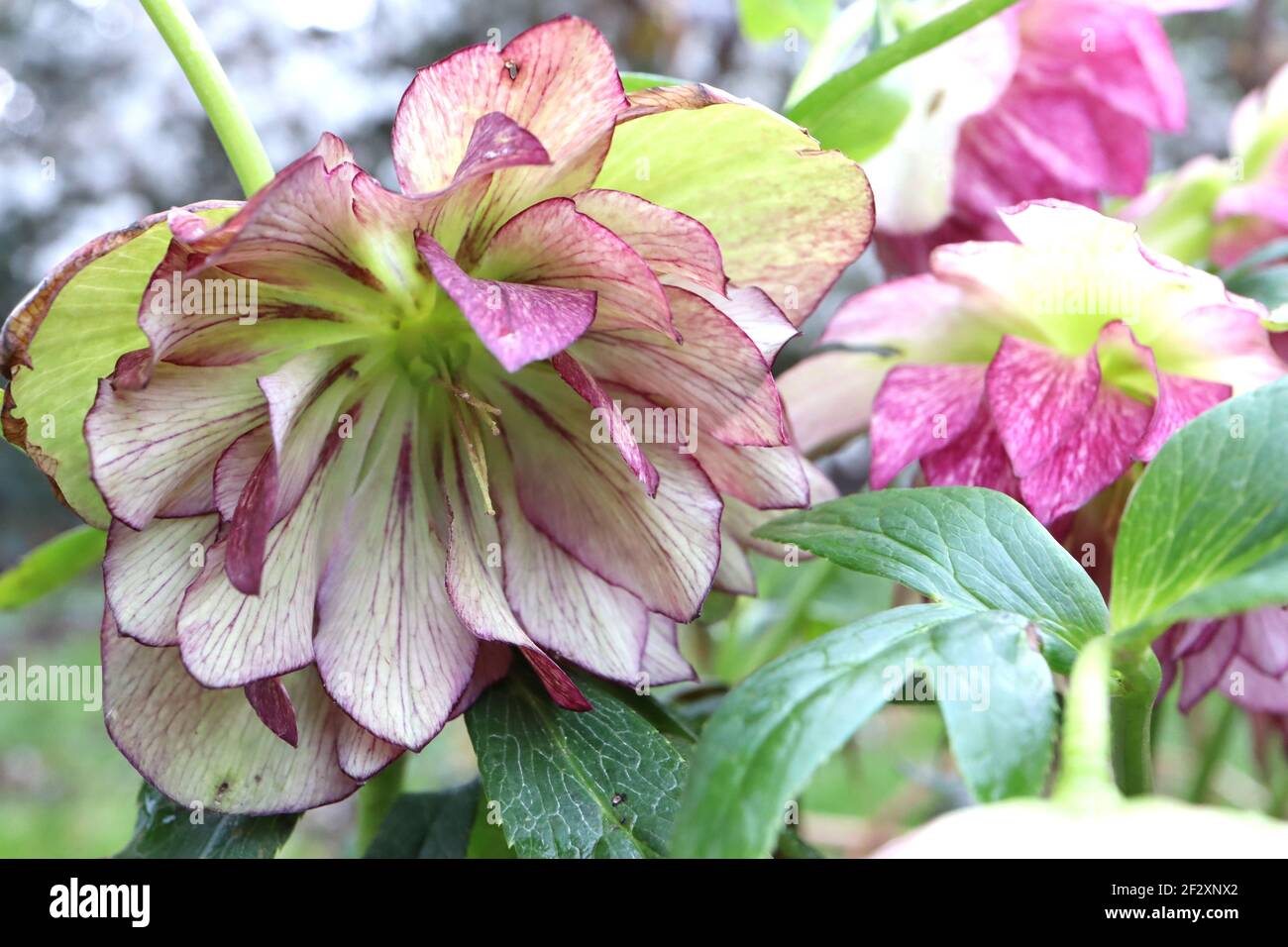 Helleborus x hybridus ‘Jade Tiger’ Hellebore Jade Tiger – hellgrüne Doppelblüten mit purpurroten Blütenblattrücken, März, England, UK Stockfoto