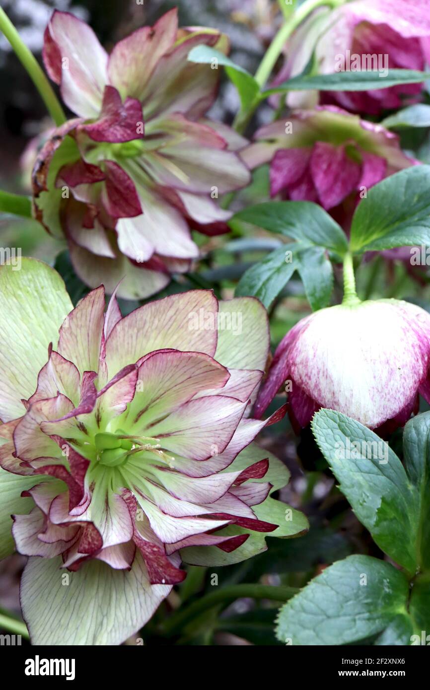 Helleborus x hybridus ‘Jade Tiger’ Hellebore Jade Tiger – hellgrüne Doppelblüten mit purpurroten Blütenblattrücken, März, England, UK Stockfoto