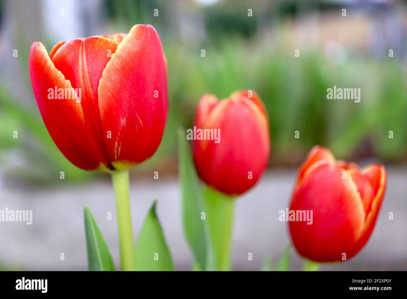 Tulipa ‘Ad Rem’ Darwin Hybrid 4 Ad Rem Tulpe – scharlachrote Tulpen, gelbe Ränder, März, England, Großbritannien Stockfoto