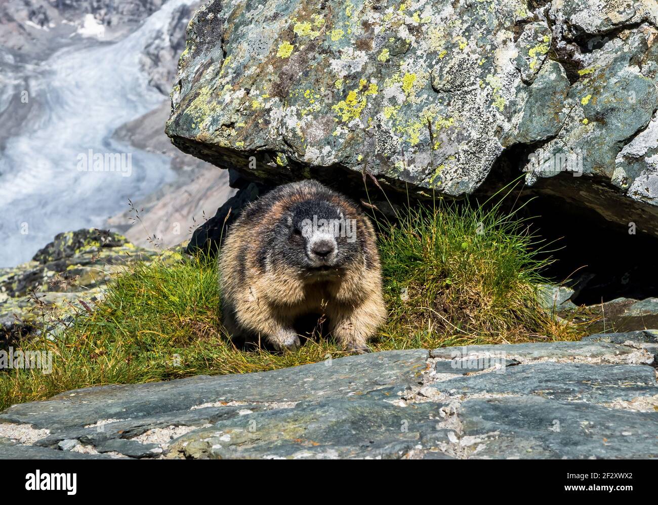 Erwachsenes Murmeltier Im Nationalpark Hohe Tauern Mit Großglockner In Österreich Stockfoto