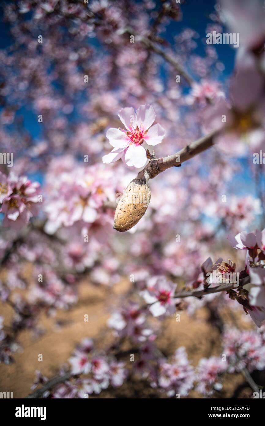 Nahaufnahme der Mandelnuss auf Holzzweig mit rosa Blüten Blumen im Frühling Stockfoto