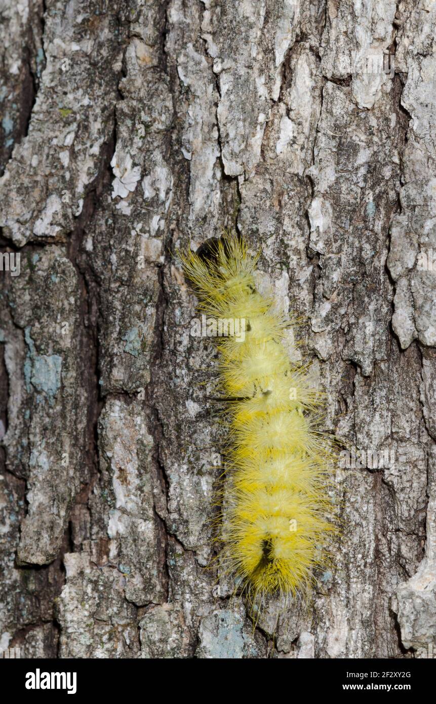 American Dagger Moth, Acronicta americana, Raupe kriechend Pfosten Eiche, Quercus stellata Stockfoto