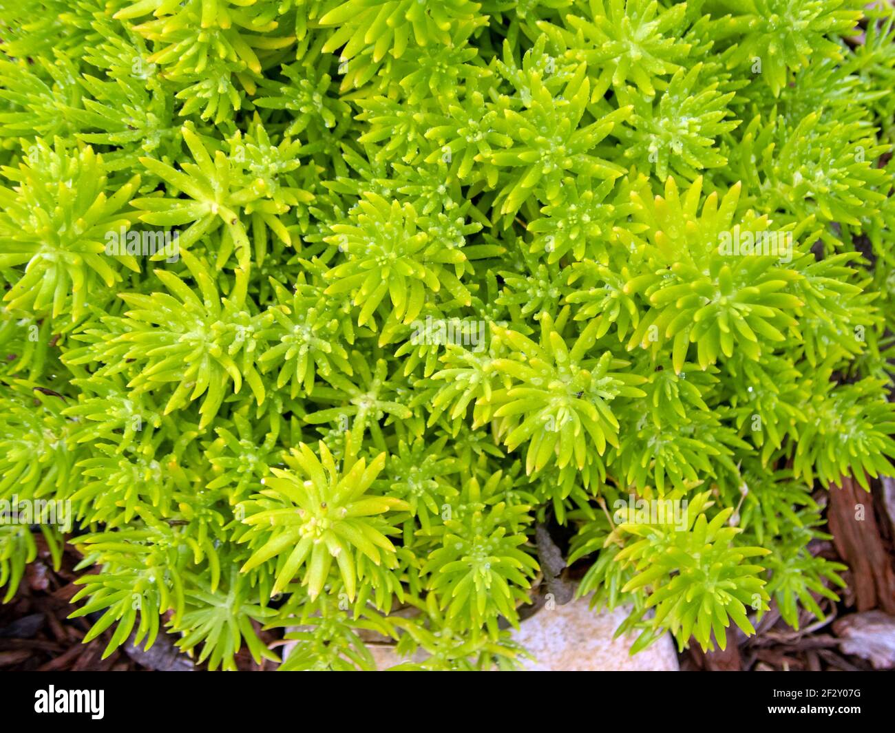 Mit einem leichten Bokeh-Effekt macht diese extreme Nahaufnahme eines Klumpen Zitronenball Sedum in Missouri eine schöne Textur oder Hintergrund. Stockfoto