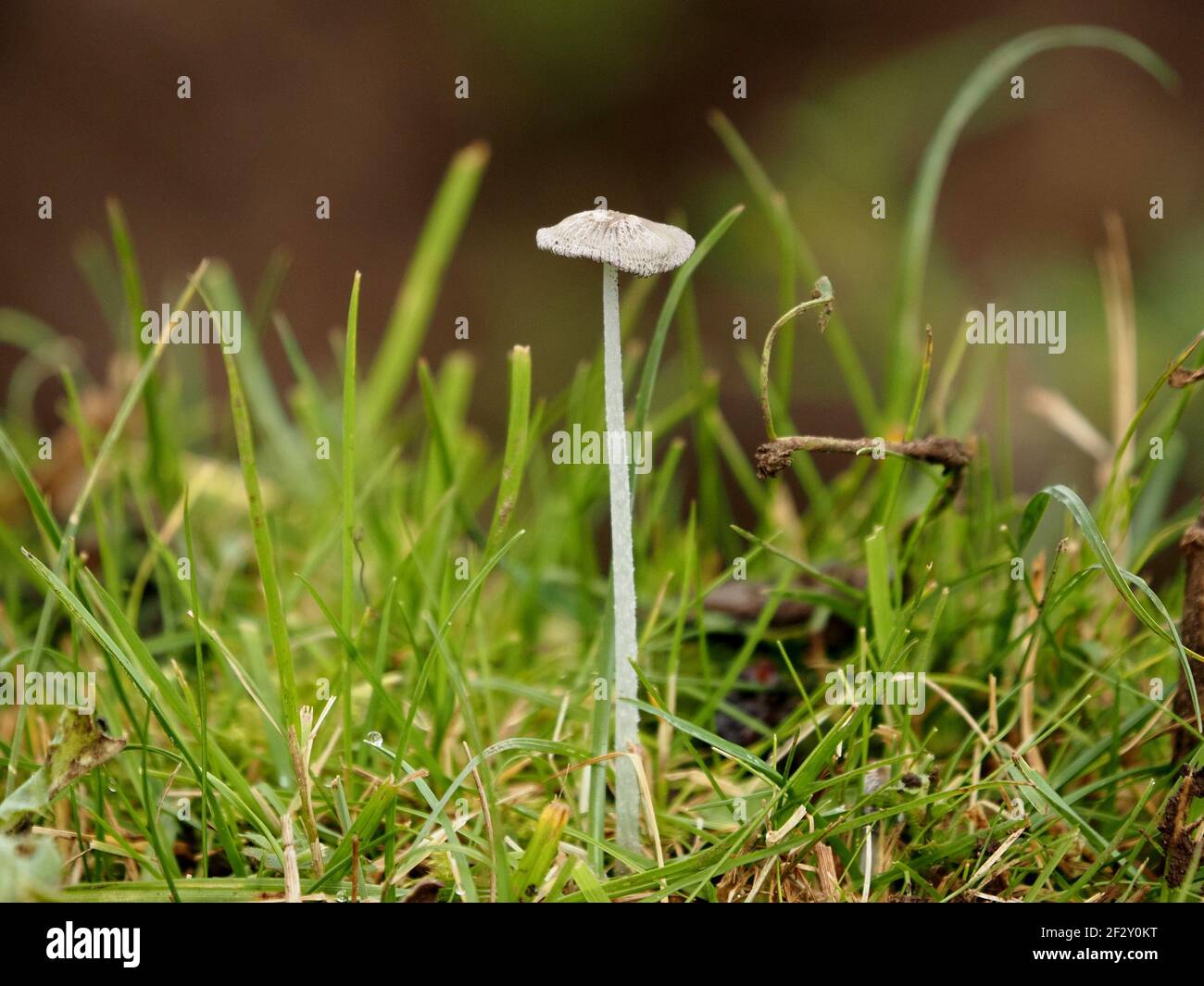 Small World - Single Tiny Plited Inkcap Toadstool - Parasola plicatilis mit flacher Adermütze und hohem Stamm unter Grashalmen in Cumbria, England Stockfoto