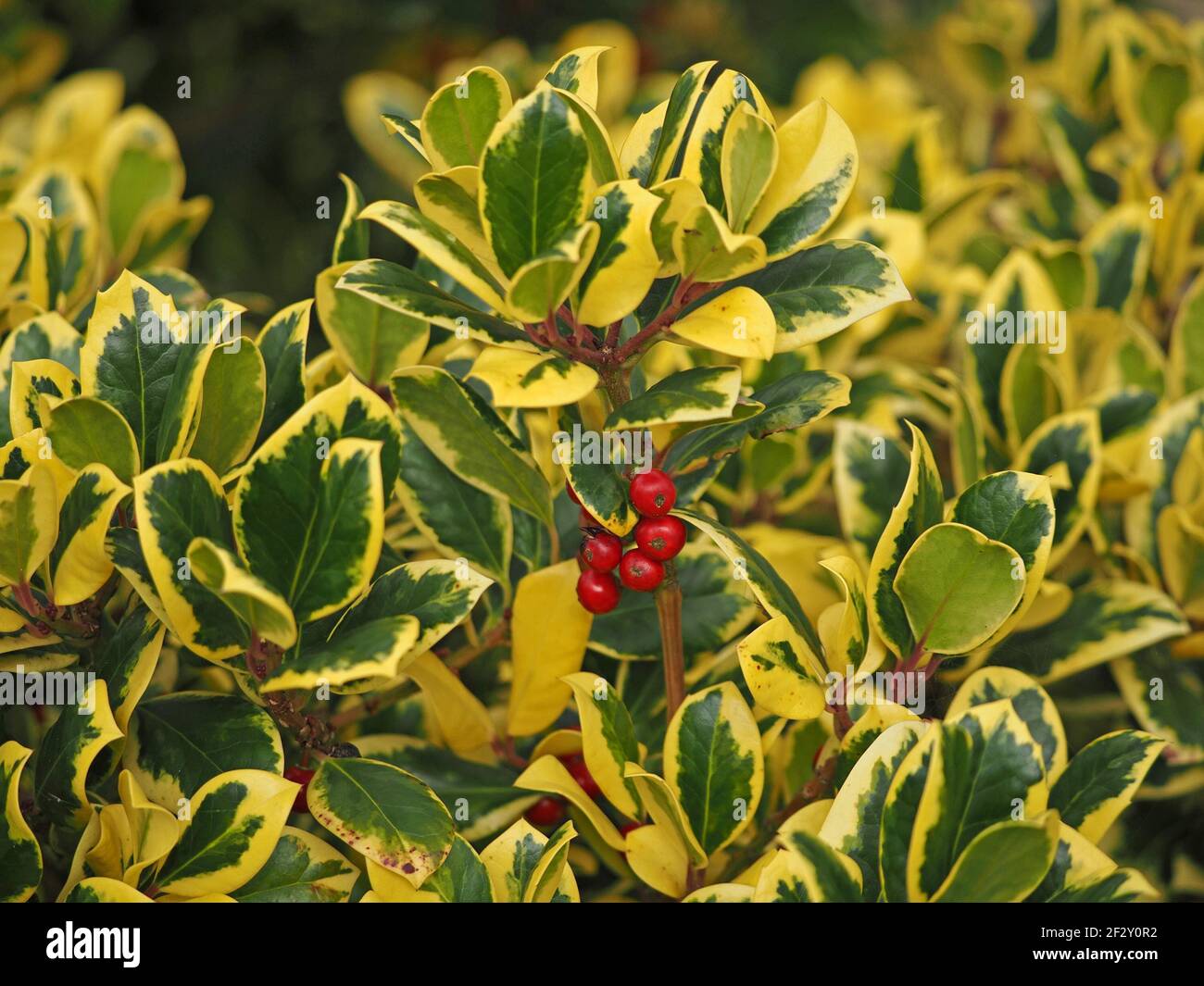 Grüne und gelbe Blätter von bunter Holly (Ilex x altaclerensis - Golden King) mit leuchtend roten Beeren in Cumbria, England, UK Stockfoto
