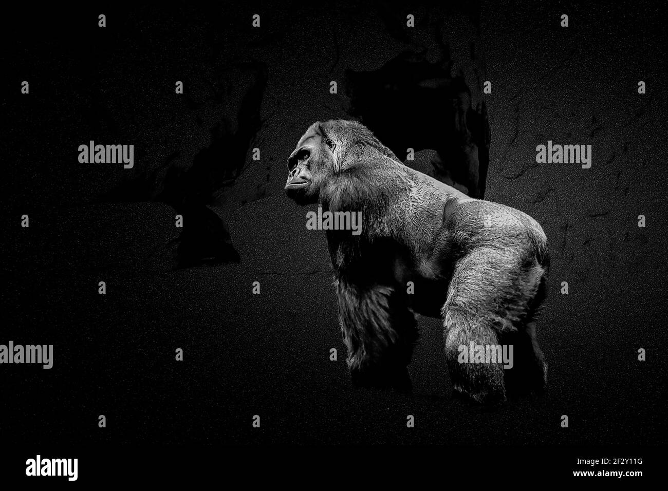 Silverback-Gorillas sind eng mit Menschen verwandt und teilen etwa 98% der gleichen DNA. Stockfoto